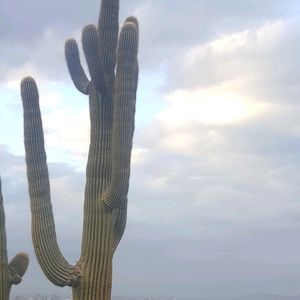 Meet your Posher, Alma